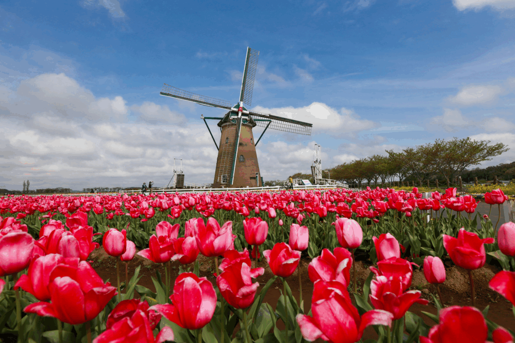 Tulip Festival (Netherlands)