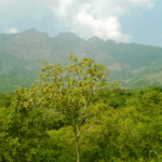 18 Best Pilgrimage Sites in Tamil Nadu: Top Temples & Holy Places