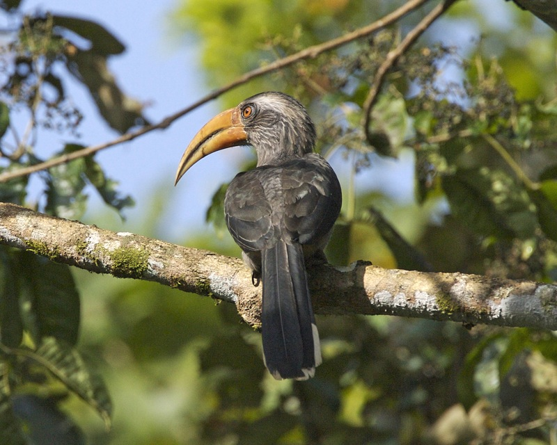 10 Best Bird Watching Destinations in India to Visit 4 Thattekad Bird Sanctuary, Kerala