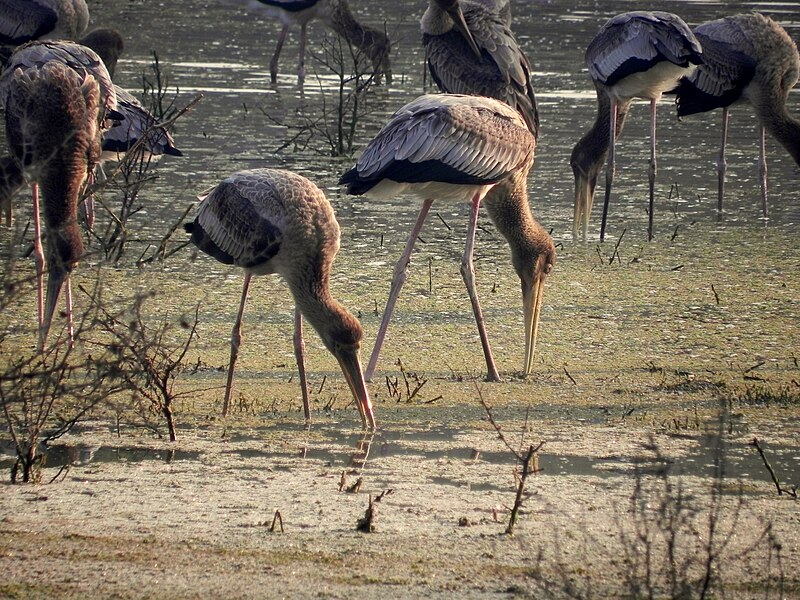 10 Best Bird Watching Destinations in India to Visit 6 Bharatpur Bird Sanctuary, Rajasthan
