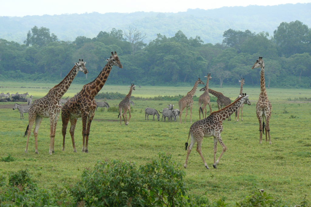 7. Tanzania (Arusha National Park)