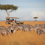 Triplolo: Best Travel Blog & Review Platform 74 image 541