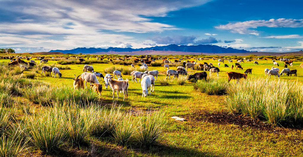 12 Unique Travel Experiences You Must Try Once in Life 11 Living With Nomadic Tribes in Mongolia