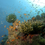 10 Best Secret Islands with Untouched Marine Life & Empty Beaches