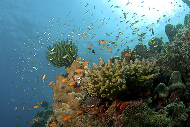 10 Best Secret Islands with Untouched Marine Life & Empty Beaches