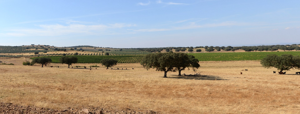 10 Affordable Hidden Wine Regions for Budget Wine Lovers 3 Alentejo, Portugal