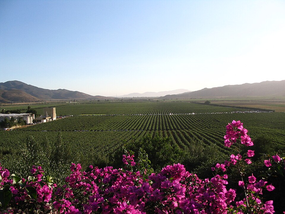 10 Affordable Hidden Wine Regions for Budget Wine Lovers 4 Valle de Guadalupe, México
