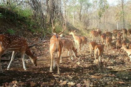 10 Best Wildlife Sanctuaries and National Parks in Bihar