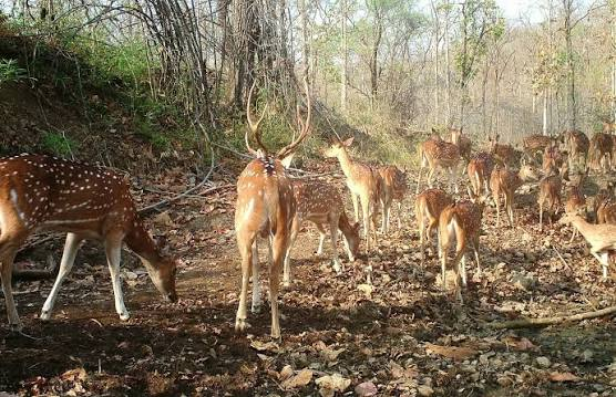 10 Best Wildlife Sanctuaries and National Parks in Bihar