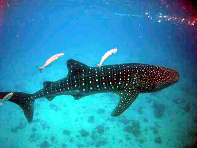 15 Bucket List Adventures Around the World You Must Try 4 Swim with Whale Sharks