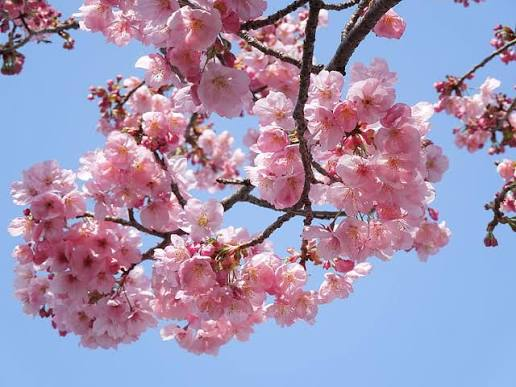 15 Bucket List Adventures Around the World You Must Try 13 Japan Cherry Blossoms