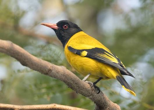 10 Best Picnic Spots in Bihar for Family & Weekend Trips 9 Sanjay Gandhi Biological Park